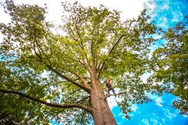 How Our Tree Care Process Works  in  Browns Mills, NJ