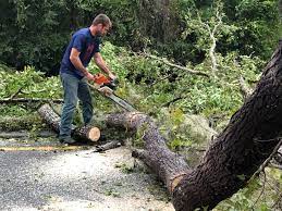 Best Hedge Trimming  in Browns Mills, NJ
