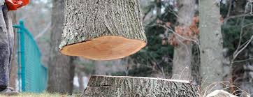 Best Tree Maintenance Programs  in Browns Mills, NJ