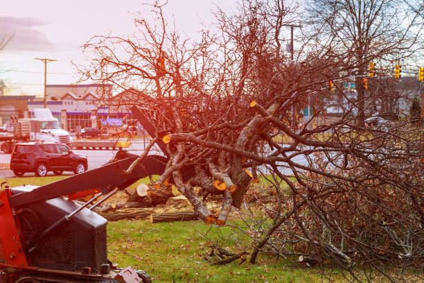 Best Hazardous Tree Removal  in Browns Mills, NJ