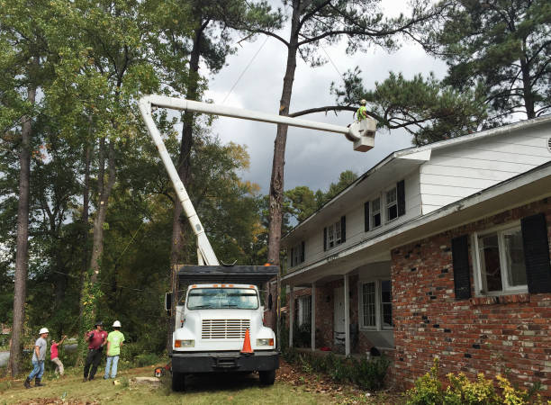 Best Fruit Tree Pruning  in Browns Mills, NJ