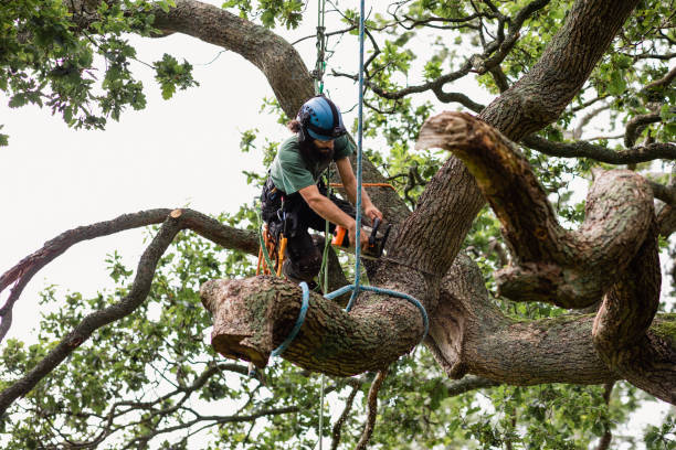 Trusted Browns Mills, NJ Tree Care Experts