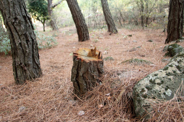 Best Root Management and Removal  in Browns Mills, NJ