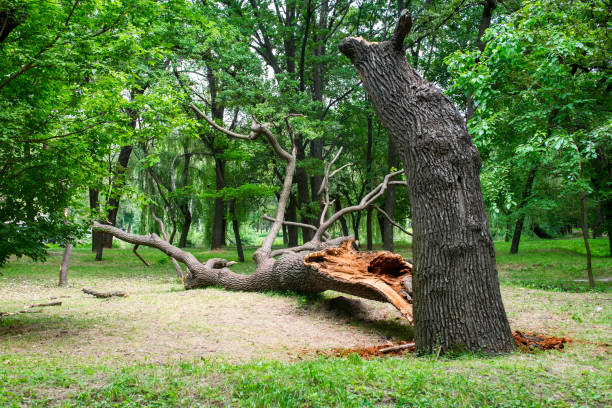 Best Tree Health Inspection  in Browns Mills, NJ