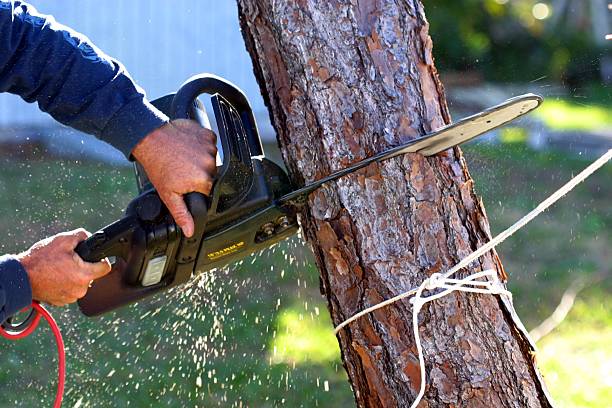 Best Tree Mulching  in Browns Mills, NJ