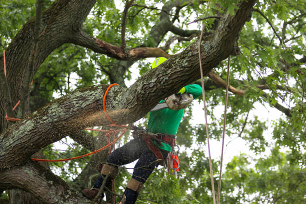 Best Stump Grinding and Removal  in Browns Mills, NJ