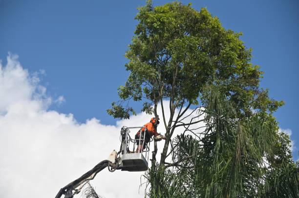 Best Commercial Tree Services  in Browns Mills, NJ