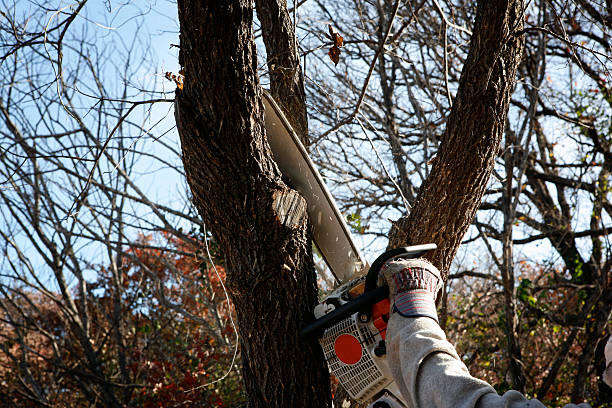 Best Aeration Services  in Browns Mills, NJ