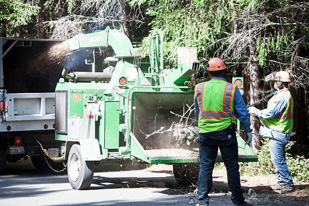 Best Tree Removal  in Browns Mills, NJ