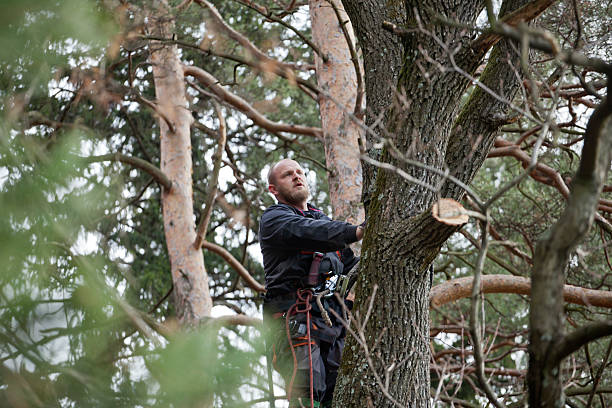 Best Tree and Shrub Care  in Browns Mills, NJ